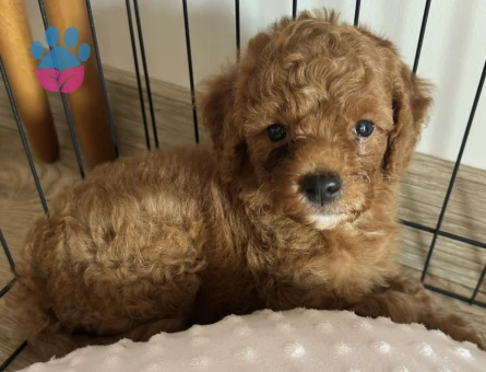 ACİLL 2 AYLIK ERKEK TOY POODLE - 6229