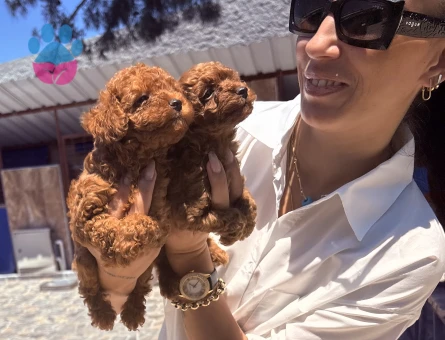 Toy poddle yavrularım sağlık ve ırk garantilidir