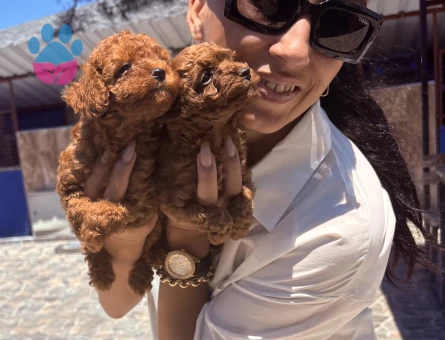 Toy poddle yavrularım sağlık ve ırk garantilidir