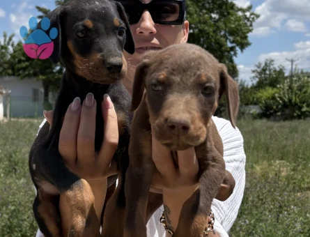 Doberman yavrularım sağlık ve ırk garantilidir
