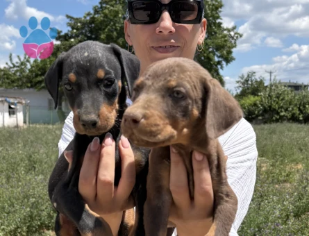 Doberman yavrularım sağlık ve ırk garantilidir
