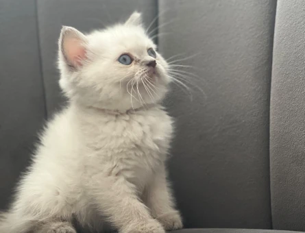 British shorthair 2 Aylık Yavrular - 6237