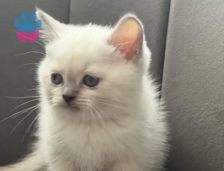 British shorthair 2 Aylık Yavrular