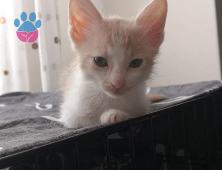 Kül Sarısı Kızıma Ömürlük Yuva