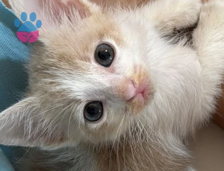 Kül Sarısı Kızıma Ömürlük Yuva