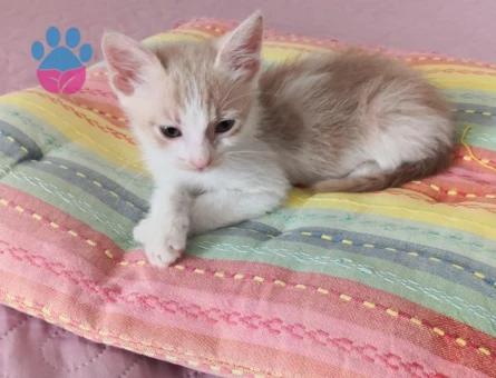 Kül Sarısı Kızıma Ömürlük Yuva