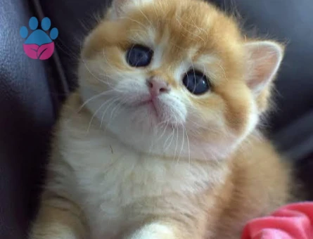 British shorthair bebekler