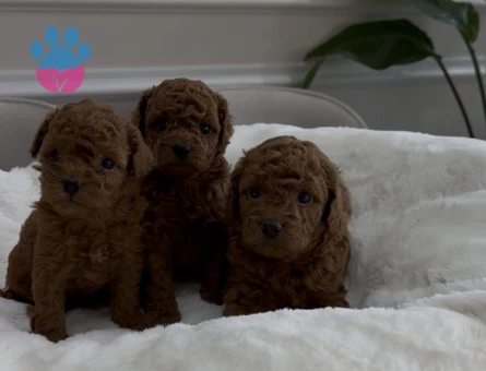 Kore kan teacup poodle - 7599 - Görsel 3