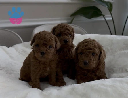 Kore kan teacup poodle - 7599