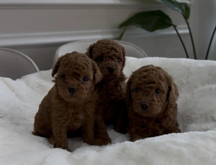 Kore kan teacup poodle - 7599
