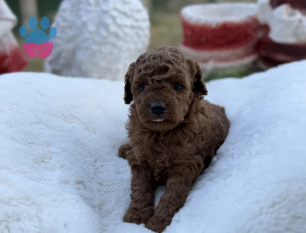 Kore kan teacup poodle - 7599 - Görsel 4