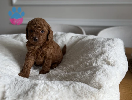 Kore kan teacup poodle - 7599 - Görsel 5
