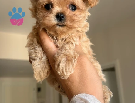 ÇOK ÖZEL KORE MALTİPOO YAVRULARI - 7602