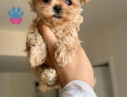 ÇOK ÖZEL KORE MALTİPOO YAVRULARI - 7602 - Görsel 3