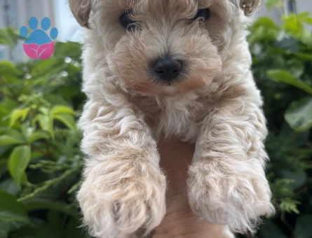 MUHTEŞEM KALİTE KORE MALTİPOO YAVRULARIMIZ - 7603 - Görsel 3