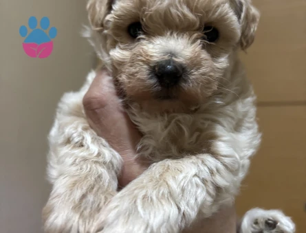 MUHTEŞEM KALİTE KORE MALTİPOO YAVRULARIMIZ - 7603