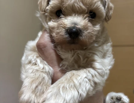 MUHTEŞEM KALİTE KORE MALTİPOO YAVRULARIMIZ - 7603