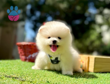 Pomeranian boo Teddy Bear Ayi Surat yavrularımız - 7605