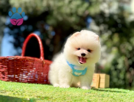 Pomeranian boo Teddy Bear Ayi Surat yavrularımız - 7605 - Görsel 4