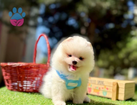 Pomeranian boo Teddy Bear Ayi Surat yavrularımız - 7605 - Görsel 3