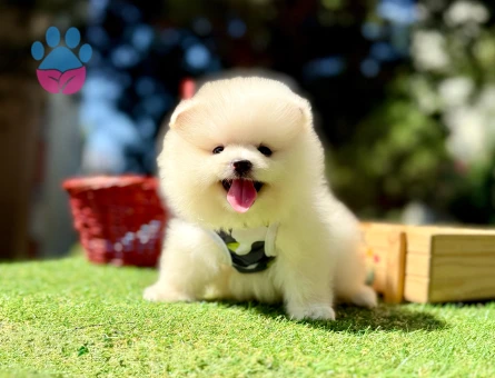 Pomeranian boo Teddy Bear Ayi Surat yavrularımız - 7605 - Görsel 5