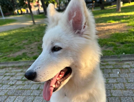 1 yaş erkek secereli çoban alman köpeği - 7606