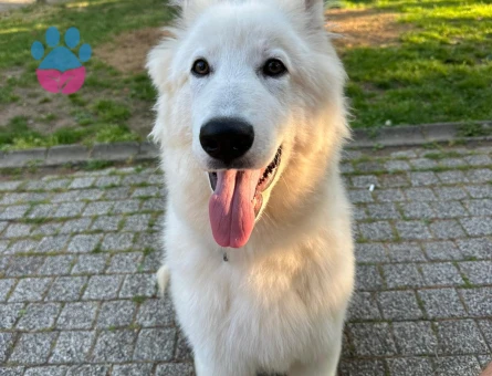 1 yaş erkek secereli çoban alman köpeği - 7606 - Görsel 3