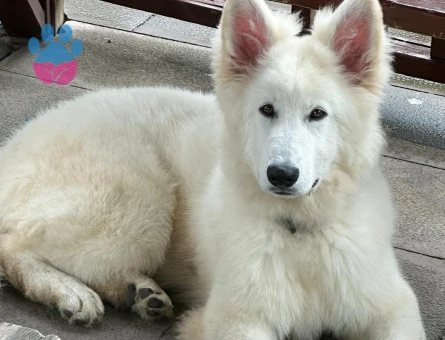 1 yaş erkek secereli çoban alman köpeği - 7606 - Görsel 4
