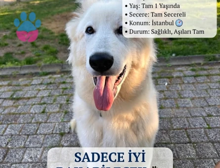 1 yaş erkek secereli çoban alman köpeği - 7606 - Görsel 5