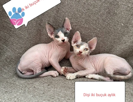 Sfenks yavruları 3 Aylık Yuva Arıyor - 7608 - Görsel 4
