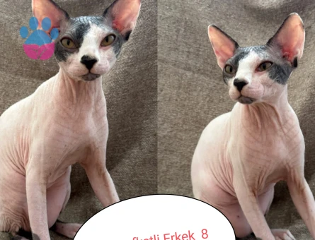Sfenks yavruları 3 Aylık Yuva Arıyor - 7608 - Görsel 5