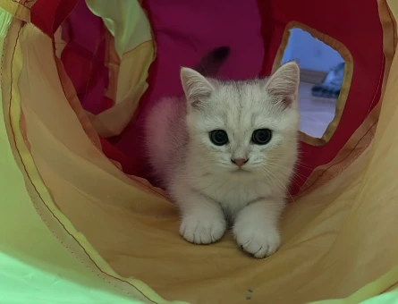 2 Aylık British Shorthair Kedim Yuva Arıyor - 7609