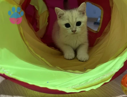 2 Aylık British Shorthair Kedim Yuva Arıyor - 7609 - Görsel 3