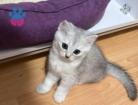 2 Aylık British Shorthair Kedim Yuva Arıyor - 7609 - Görsel 4