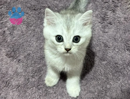 2 Aylık British Shorthair Kedim Yuva Arıyor - 7609 - Görsel 5