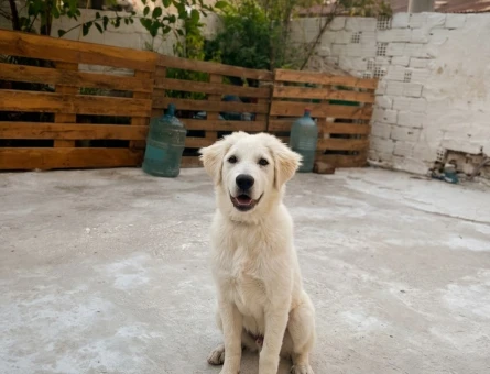 Akbaş Yavru Çoban Köpekleri - 7613