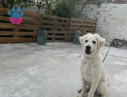 Akbaş Yavru Çoban Köpekleri - 7613 - Görsel 3