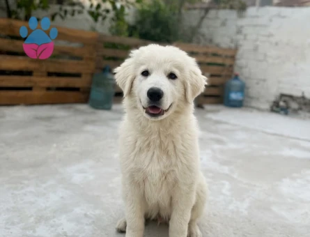 Akbaş Yavru Çoban Köpekleri - 7613 - Görsel 4