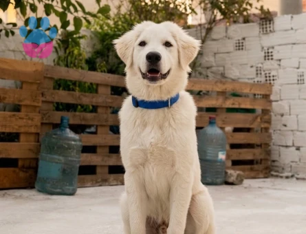 Akbaş Yavru Çoban Köpekleri - 7613 - Görsel 5