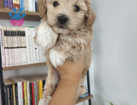 Toy poodle yavruları - 7617 - Görsel 5