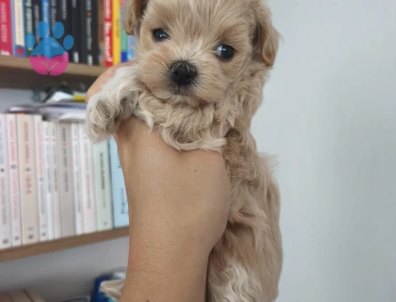 Toy poodle yavruları - 7617 - Görsel 4