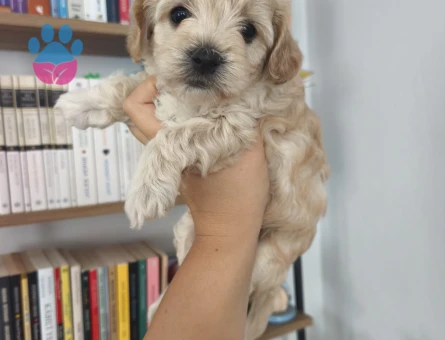 Toy poodle yavruları - 7617 - Görsel 3