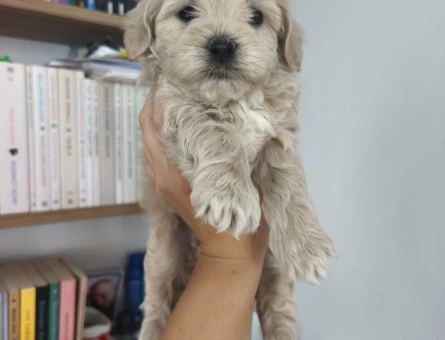 Toy poodle yavruları - 7617