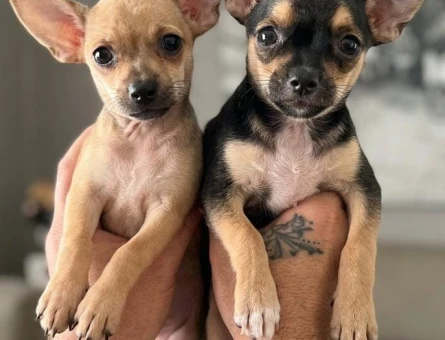 Chihuahua Yavruları - 7618