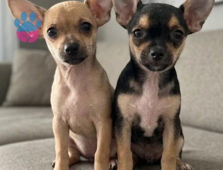 Chihuahua Yavruları - 7618 - Görsel 3