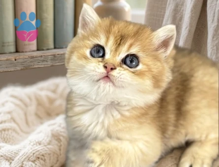 British Shorthair Kaliteli bebekler - 7620 - Görsel 2