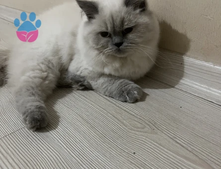 British Longhair Blue Point - 7627 - Görsel 3