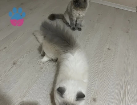 British Longhair Blue Point - 7627 - Görsel 5
