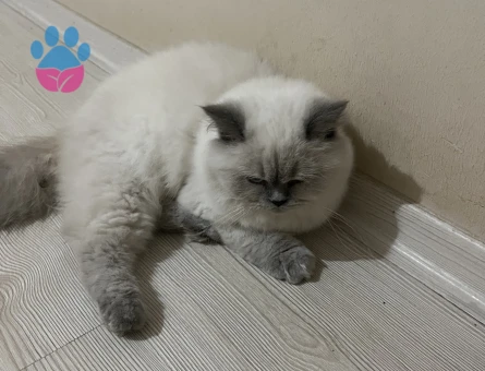 British Longhair Blue Point - 7627 - Görsel 4