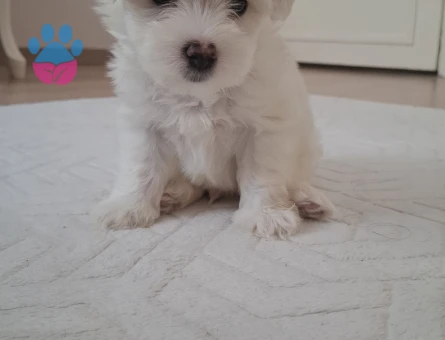 2 aylık maltipoo yavrum - 7629 - Görsel 3